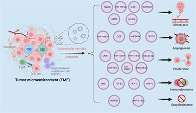 Extracellular vesicles in renal cell carcinoma: challenges and opportunities coexist